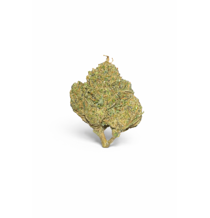 FLEURS MOLECULES BZ GREENHOUSE GORILLA GLUE