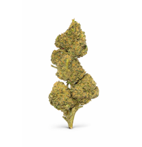 FLEURS MOLECULES BZ GREENHOUSE MANGO HAZE