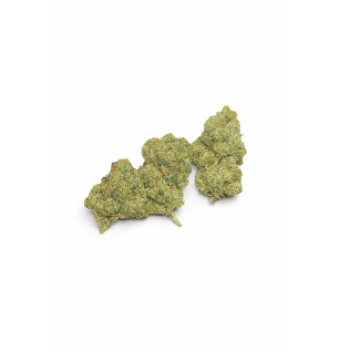 FLEURS MOLECULES BZ HYDROPONIE AMNESIA HAZE