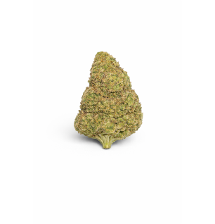 FLEURS MOLECULES BZ HYDROPONIE BUBBLEGUM