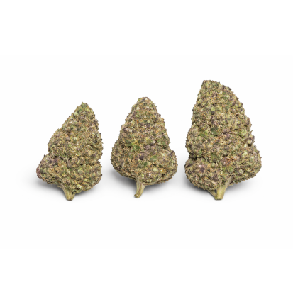 FLEURS MOLECULES BZ HYDROPONIE PURPLE PUNCH