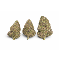 FLEURS MOLECULES BZ HYDROPONIE PURPLE PUNCH