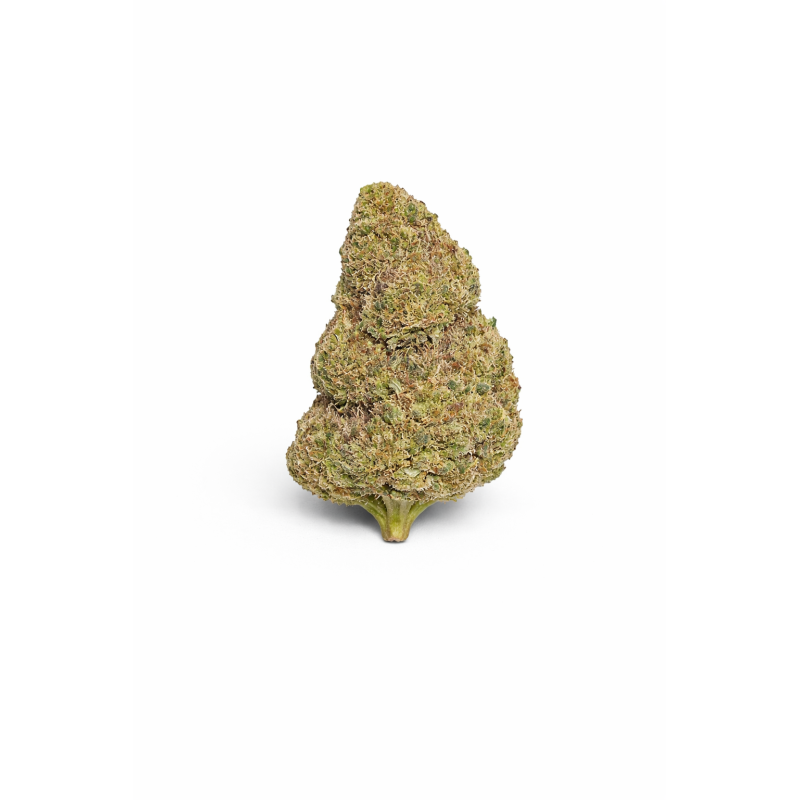 FLEURS MOLECULES BZ HYDROPONIE SHERBLATO