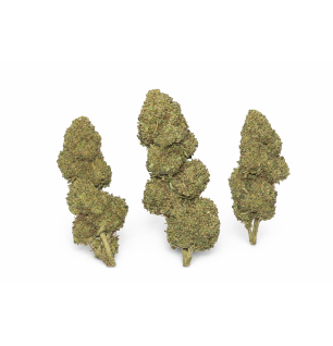 FLEURS MOLECULES BZ HYDROPONIE SHERBLATO