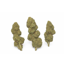 FLEURS MOLECULES BZ HYDROPONIE SHERBLATO