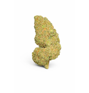 FLEURS MOLECULES BZ HYDROPONIE WATERMELON