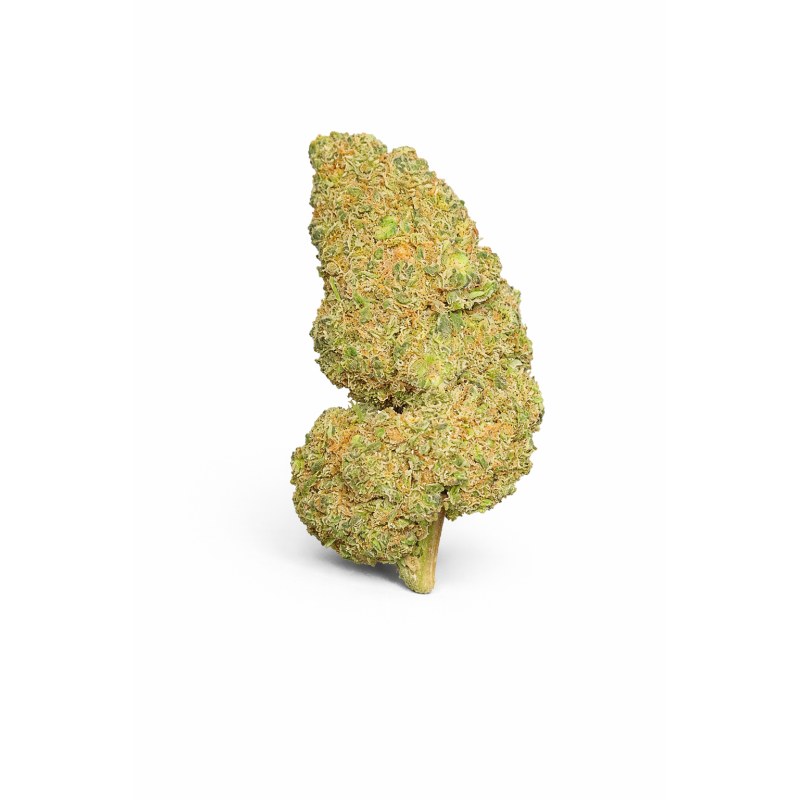 FLEURS MOLECULES BZ HYDROPONIE WATERMELON