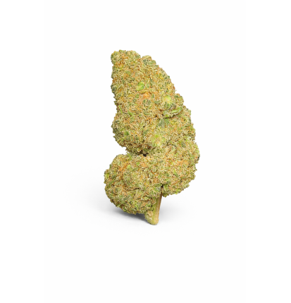 FLEURS MOLECULES BZ HYDROPONIE WATERMELON