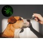 Huile de CBD pour gros chiens (6%) à l'huile de saumon, sans THC, 10ml