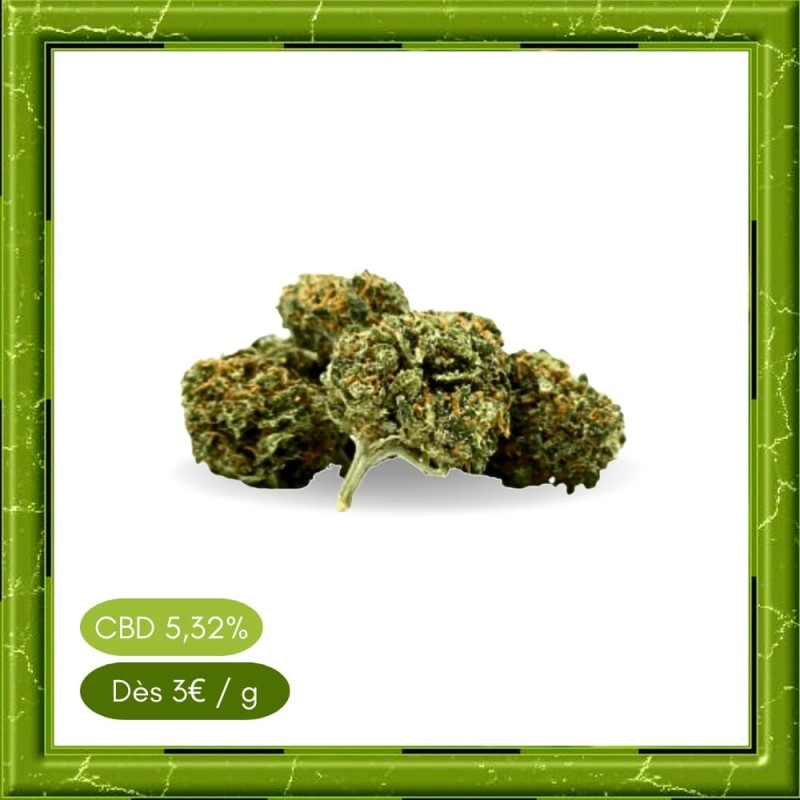 SMALL BUD HAZELNUT -