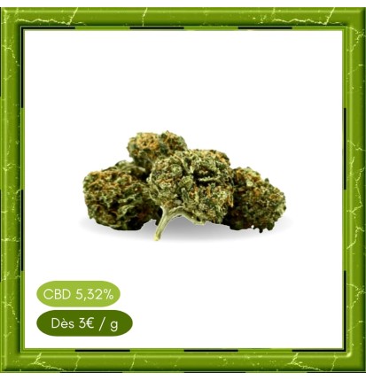 SMALL BUD HAZELNUT -