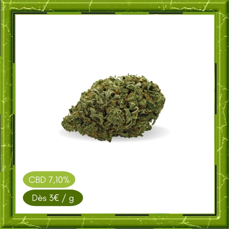 SMALL BUD HARLEQUIN - SMALL BUD HARLEQUIN -