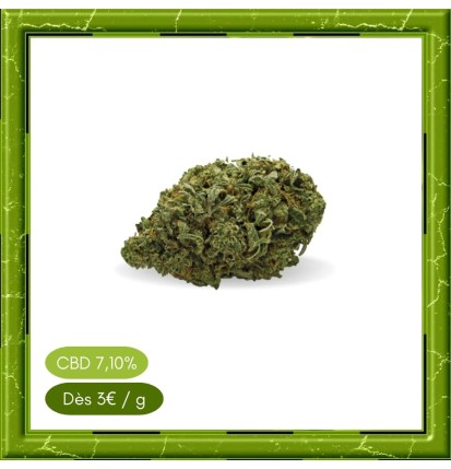 SMALL BUD HARLEQUIN -