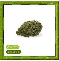 SMALL BUD HARLEQUIN -