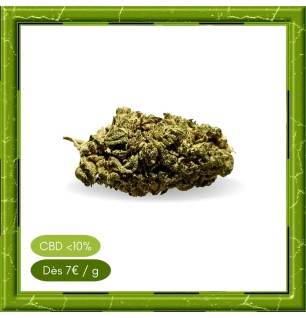 HAZELNUT GLASSHOUSE -