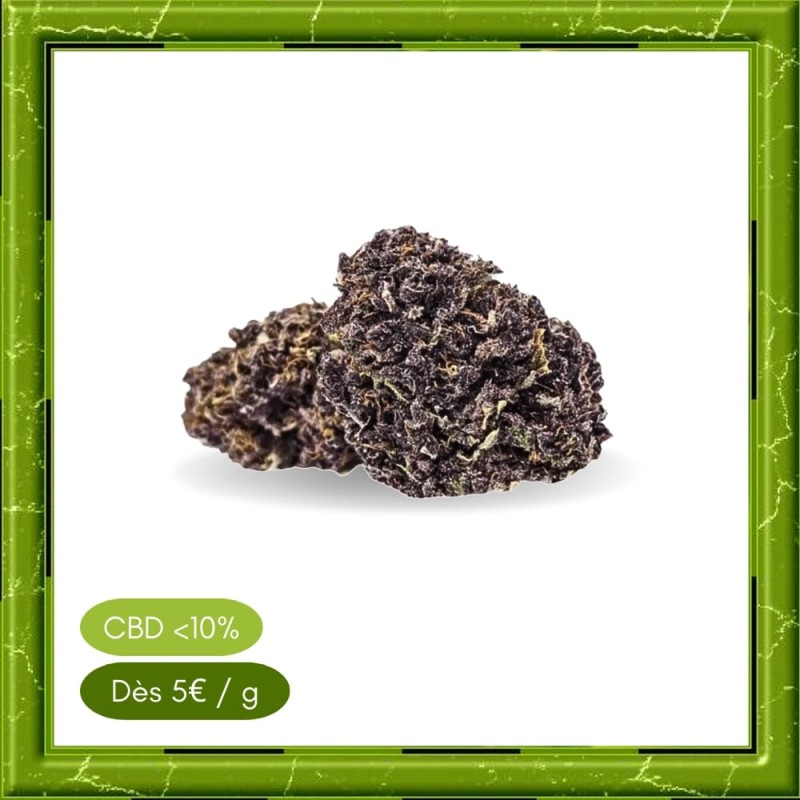 PURPLE HAZE GLASSHOUSE - PURPLE HAZE GLASSHOUSE -