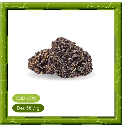 PURPLE HAZE GLASSHOUSE -