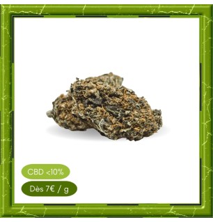 HARLEQUIN GLASSHOUSE -