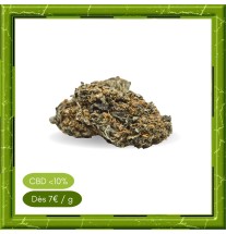 HARLEQUIN GLASSHOUSE -