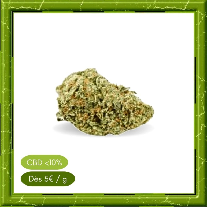 GELATO GREENHOUSE - GELATO GREENHOUSE -