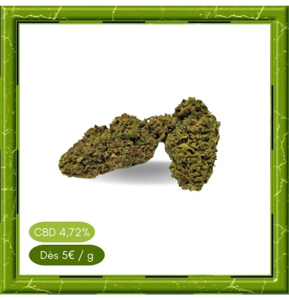 BUBBLE GUM GREENHOUSE -