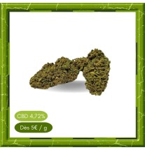 BUBBLE GUM GREENHOUSE -