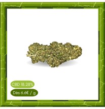 MANGO KUSH INDOOR -