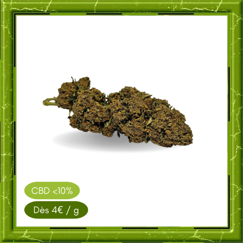 BLUEBERRY OUTDOOR - BLUEBERRY OUTDOOR -