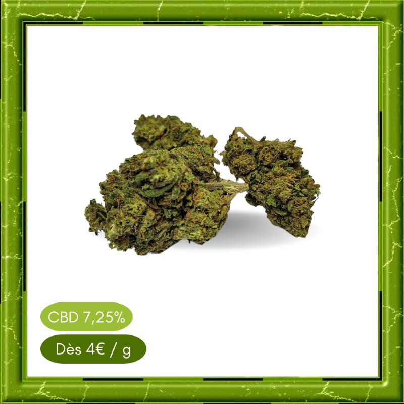 CHEESE OUTDOOR - CHEESE OUTDOOR -