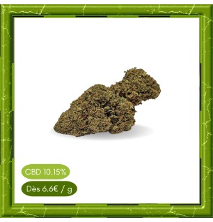 AMNESIA HYDRROPONIC -