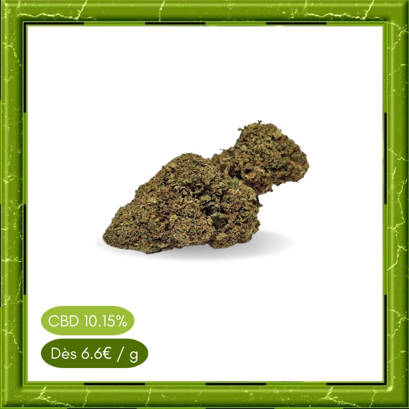 AMNESIA HYDRROPONIC - AMNESIA HYDRROPONIC -