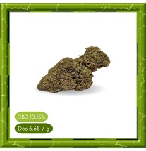 AMNESIA HYDRROPONIC -