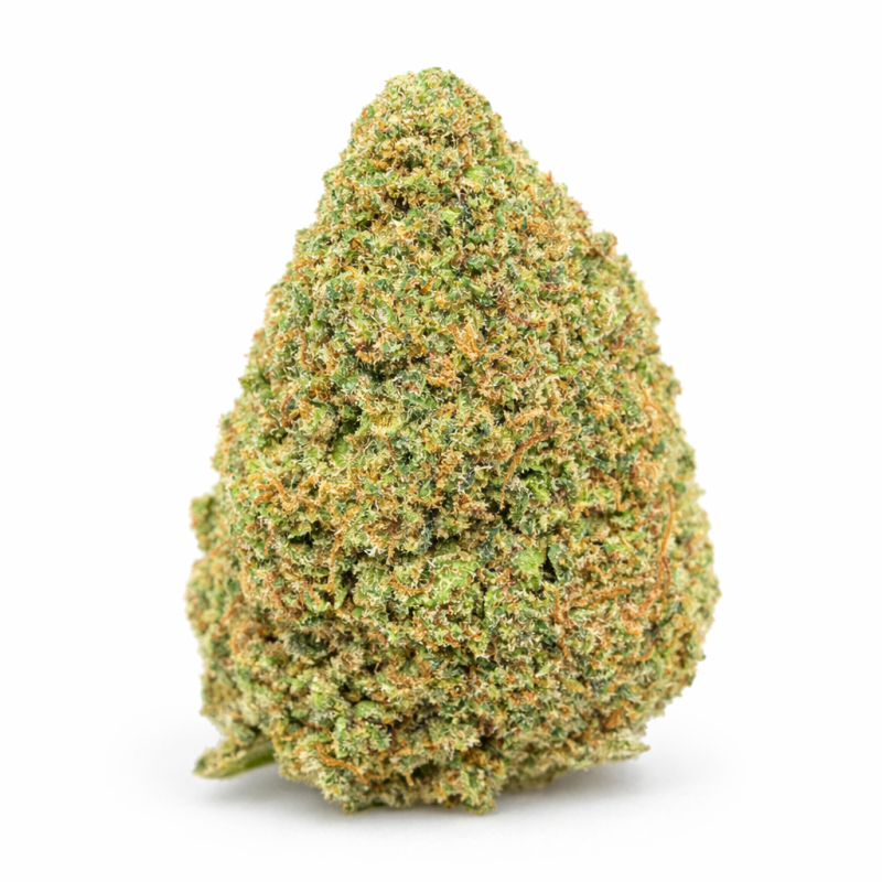 BUBBLEGUM - INDOOR BUBBLEGUM - INDOOR