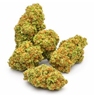 AMNESIA THUNDER - INDOOR