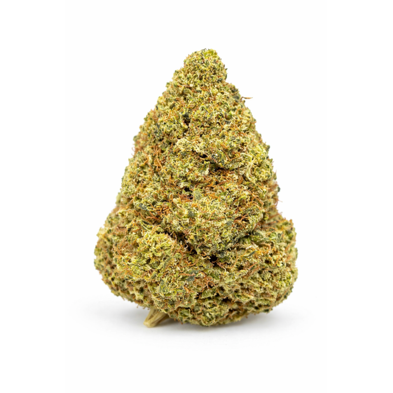 LEMON OCTANE - INDOOR LEMON OCTANE - INDOOR