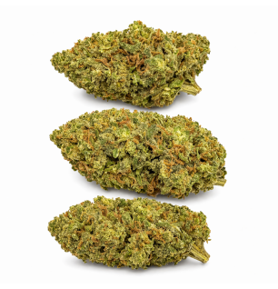 LEMON OCTANE - INDOOR