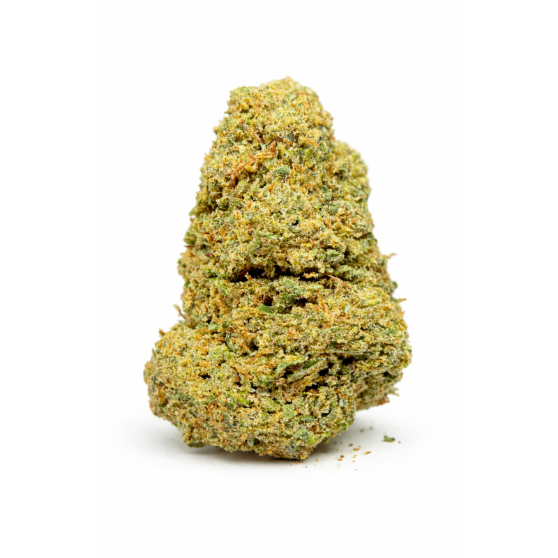 MIMOSA - INDOOR MIMOSA - INDOOR