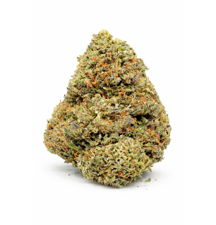 MOTOR BREATH - INDOOR