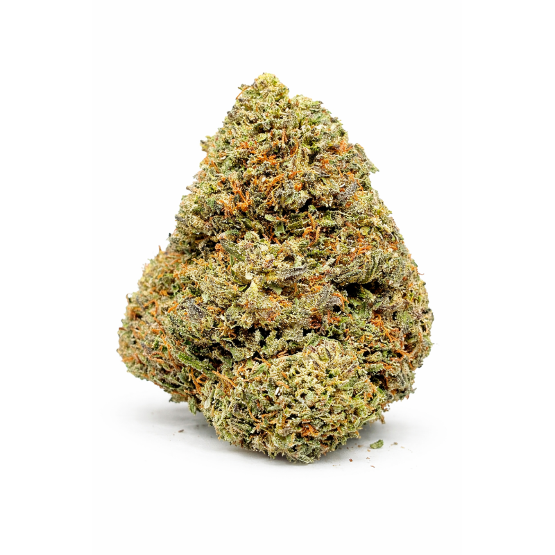 MOTOR BREATH - INDOOR