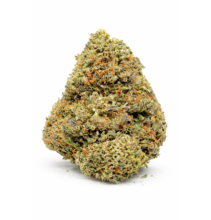 MOTOR BREATH - INDOOR