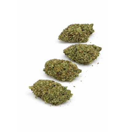 MOTOR BREATH - INDOOR