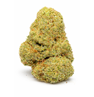 ORANGE SHERBET - INDOOR