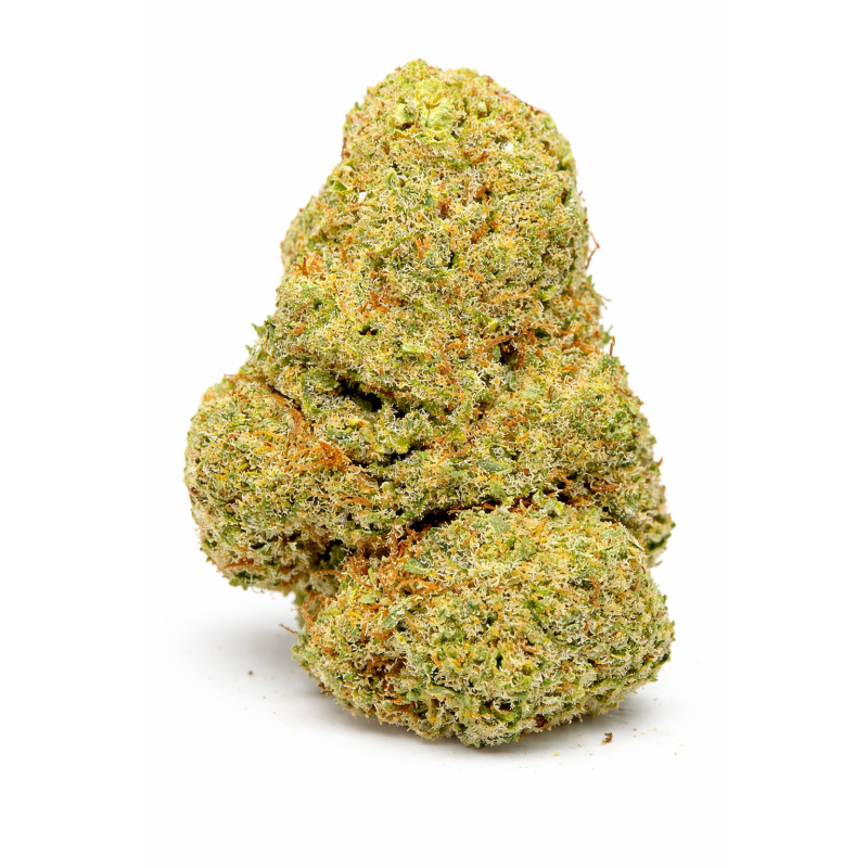 ORANGE SHERBET - INDOOR