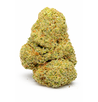 ORANGE SHERBET - INDOOR