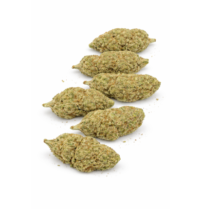 ORANGE SHERBET - INDOOR