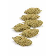 ORANGE SHERBET - INDOOR