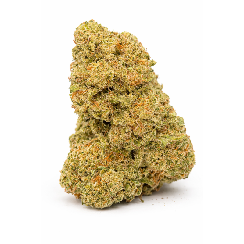 TROPICAL RUNTZ - INDOOR TROPICAL RUNTZ - INDOOR