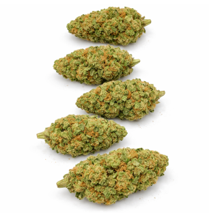 TROPICAL RUNTZ - INDOOR