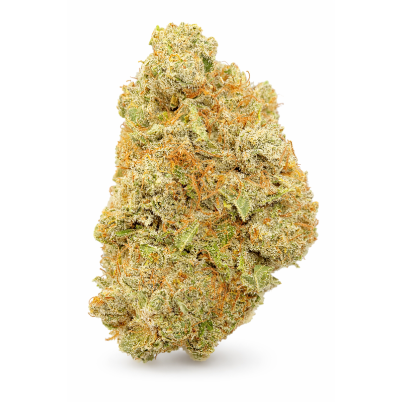 APPLE FRITTER - HYDROPONIC