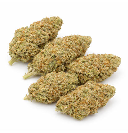 APPLE FRITTER - HYDROPONIC